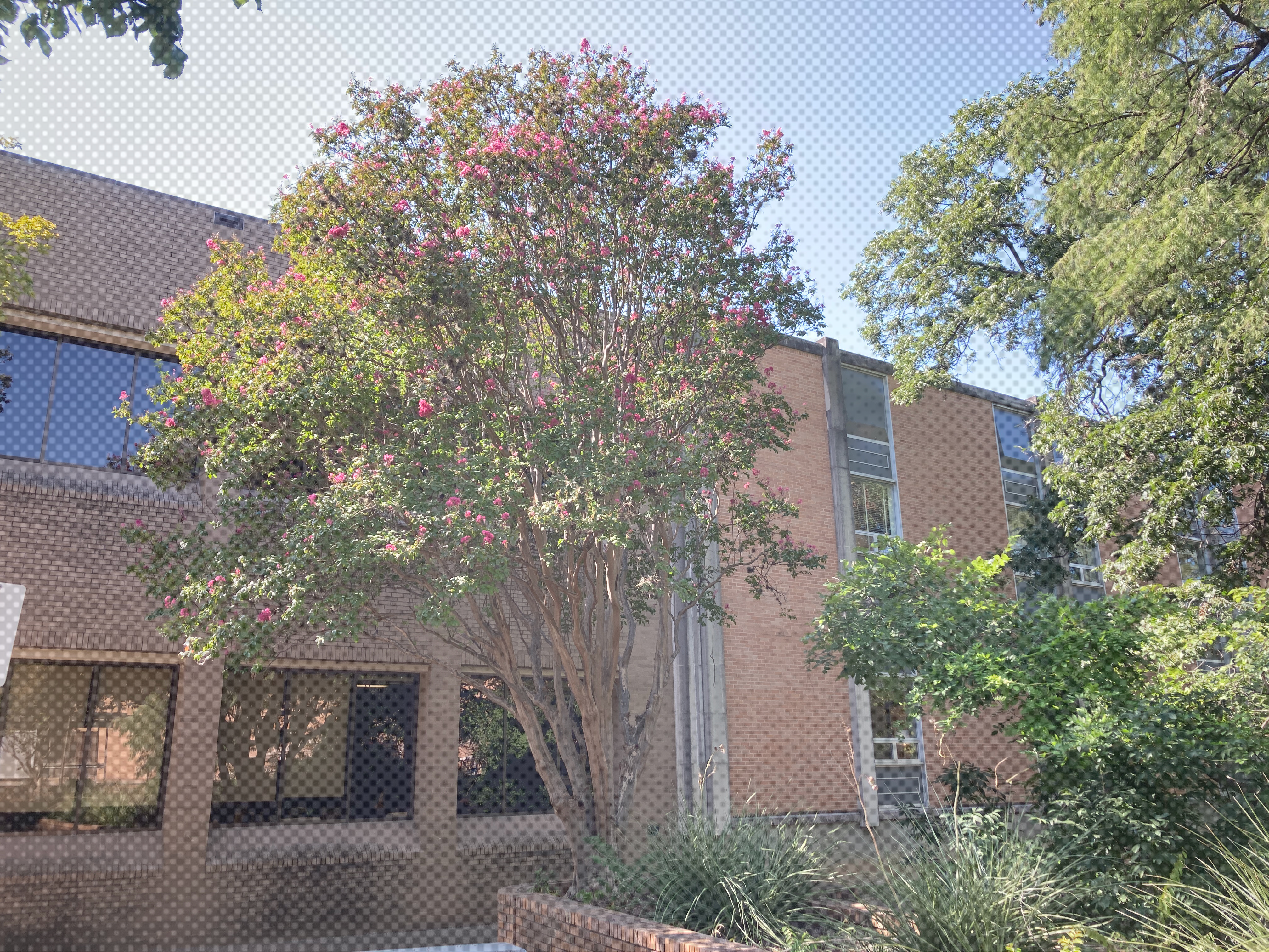 A picture of Crape-Myrtle